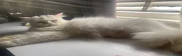 Persian cats for sale: Beautiful Persian kitten - Advert 2