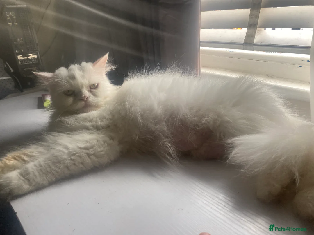 Persian cats for sale: Beautiful Persian kitten - Advert 2