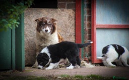 Border Collie dogs for sale: Border Collie Puppies for Sale - Image 12