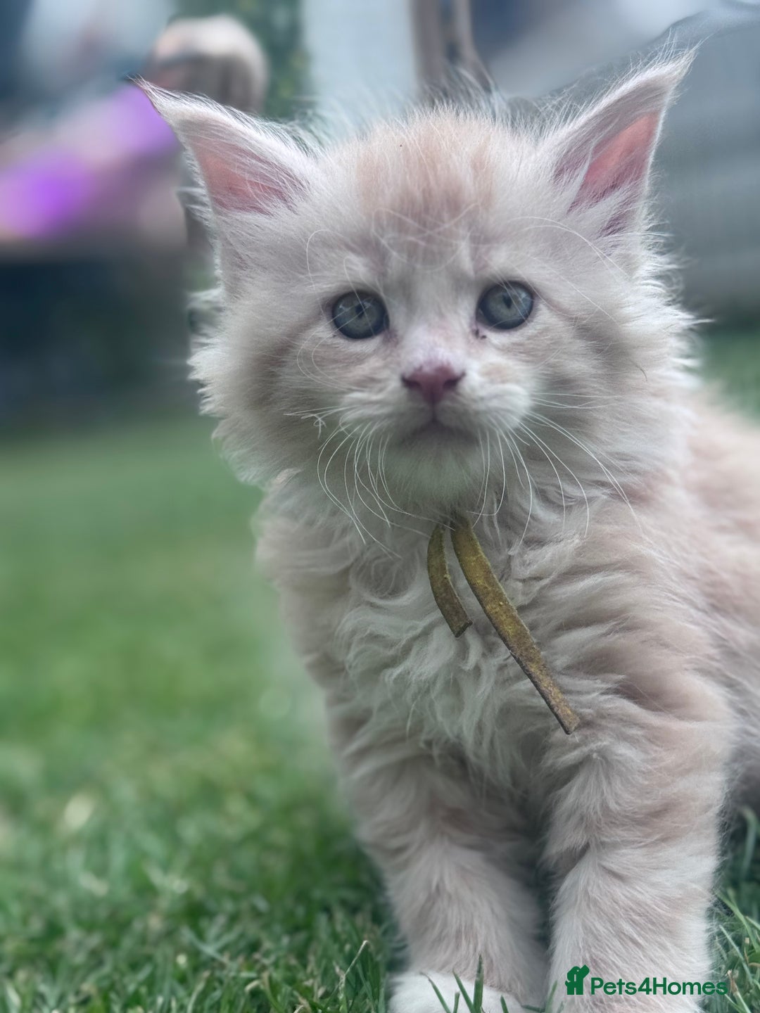 Maine Coon cats for sale: TICA REGISTERED champion Mainecoon kittens in Tring - Image 4