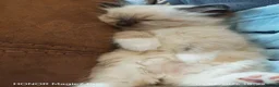 Mixed Breed cats for sale: Ragdoll x persian in Lancaster - Advert 4