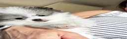 Pomeranian dogs for sale:  Small white and grey male Pomeranian  - Advert 6