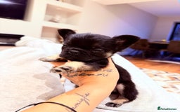 French Bulldog dogs for sale: fluffy frenchie black & tan boy top quality 1 LEFT - Image 3