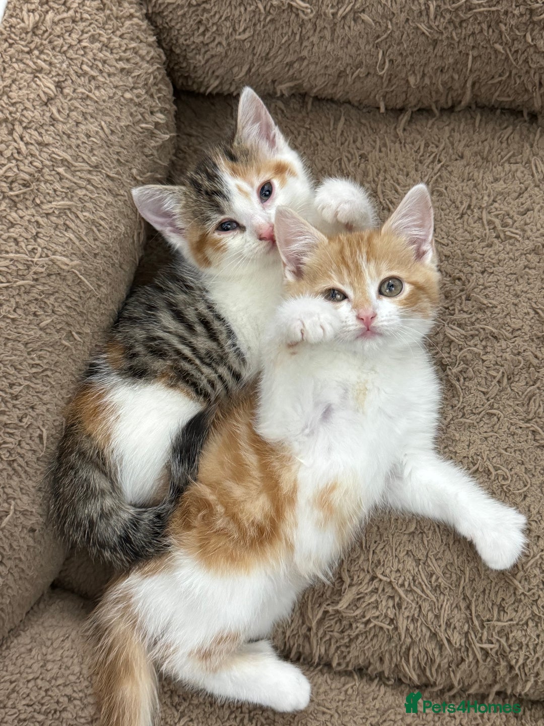 Mixed Breed cats for sale: GORGEOUS KITTYS  - Advert 16