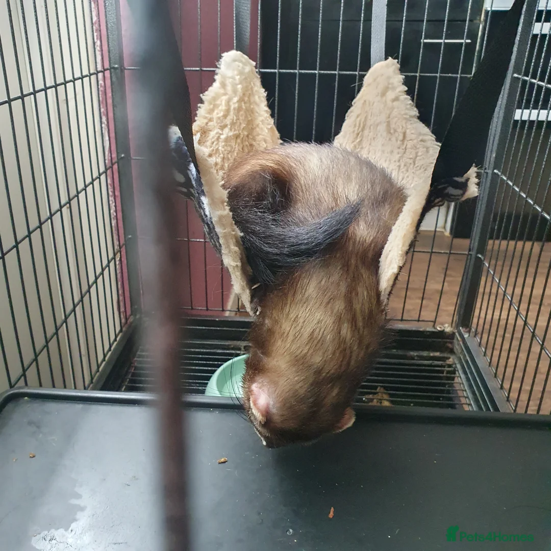 Ferret rodents for sale: 2 playful little boys - Advert 3
