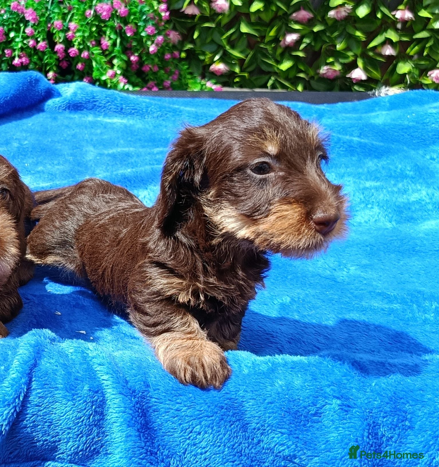 Miniature Dachshund dogs QUAILTY MINI WIRES KC REG PRA LAFORA CLEAR - Advert 2
