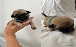 Pug dogs for sale: Gorgeous KC Reg Pug Litter Of 10 - Image 3