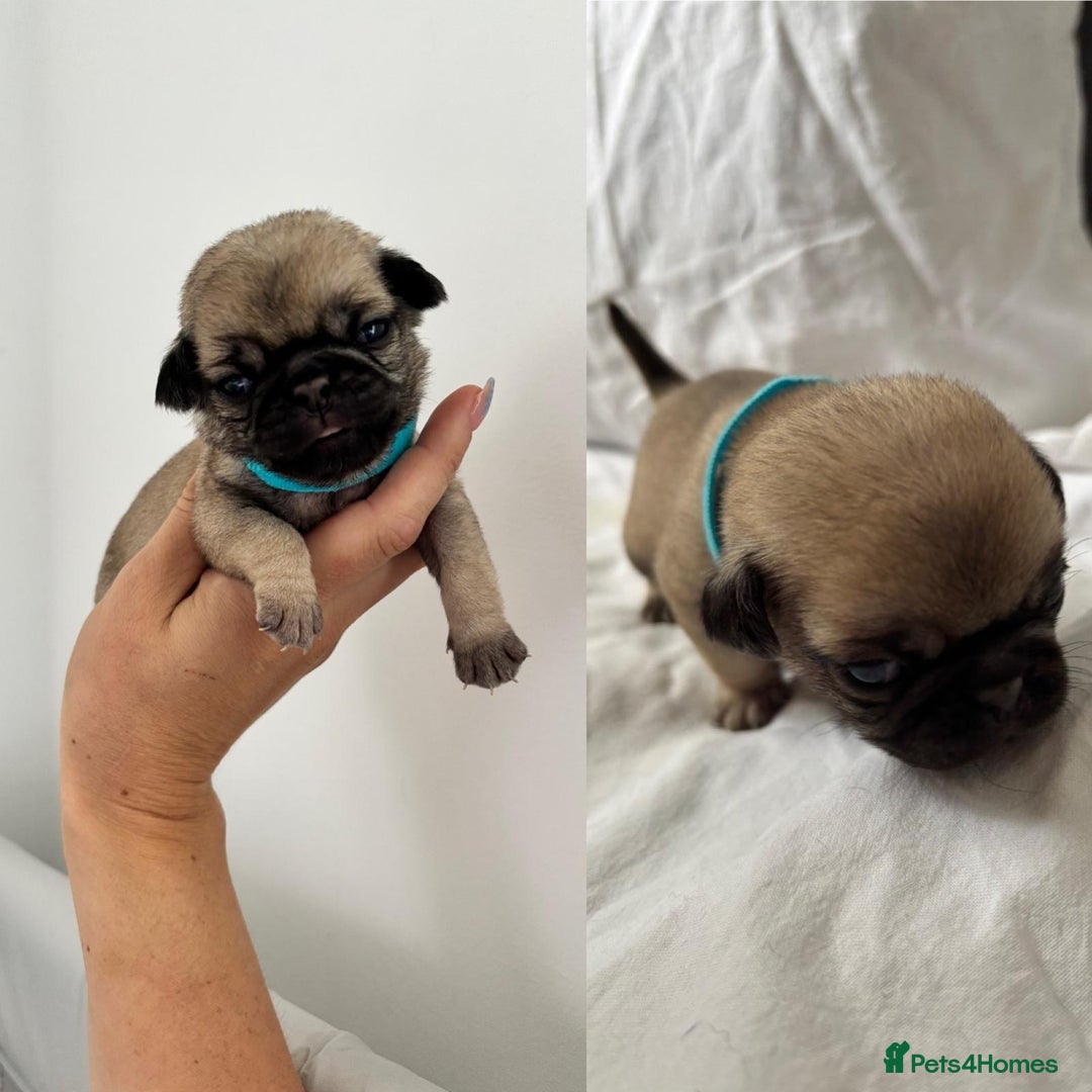Pug dogs for sale: Gorgeous KC Reg Pug Litter Of 10 - Image 3