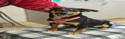 Mixed Breed dogs for adoption: ❤️🐶 PENNY – A HEART FULL OF LOVE & JOY ❤️🐶 - Advert 11