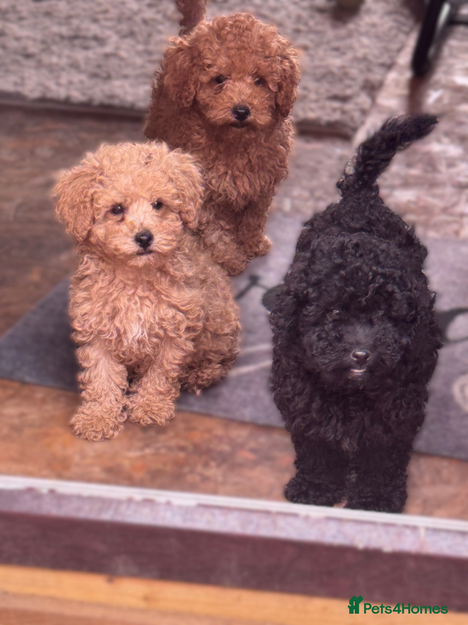 Toy Poodle dogs  READY TO GO! Beautiful Toy Poodle Puppies ❤️🐾🐩 - Advert 4