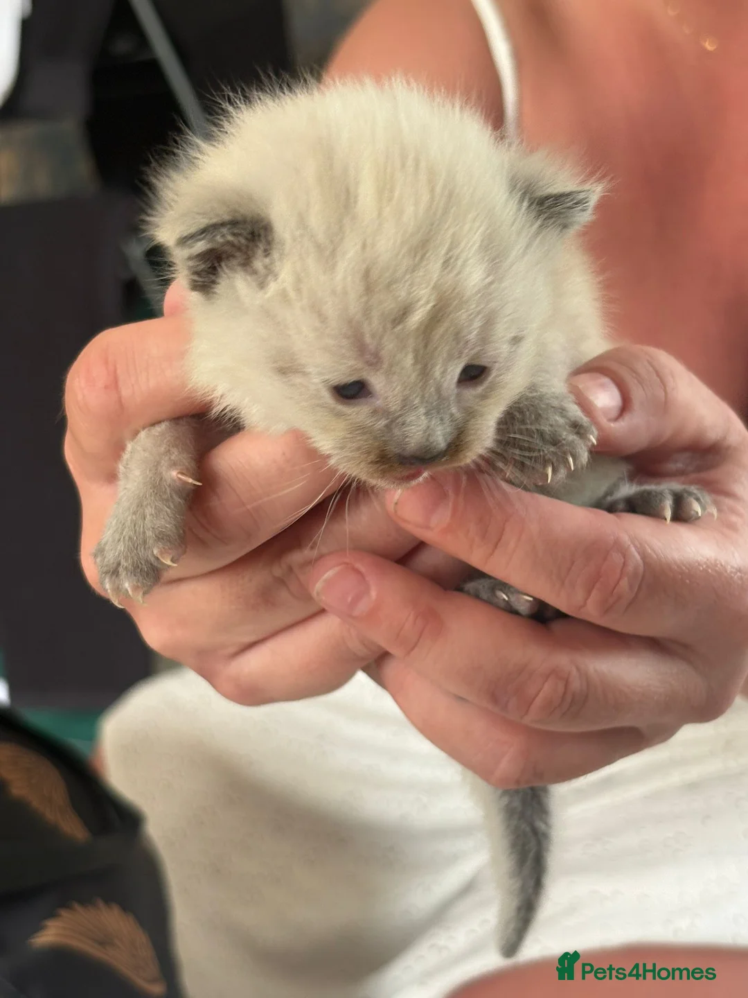 Ragamese cats for sale: Ragamise kittens  - Advert 1
