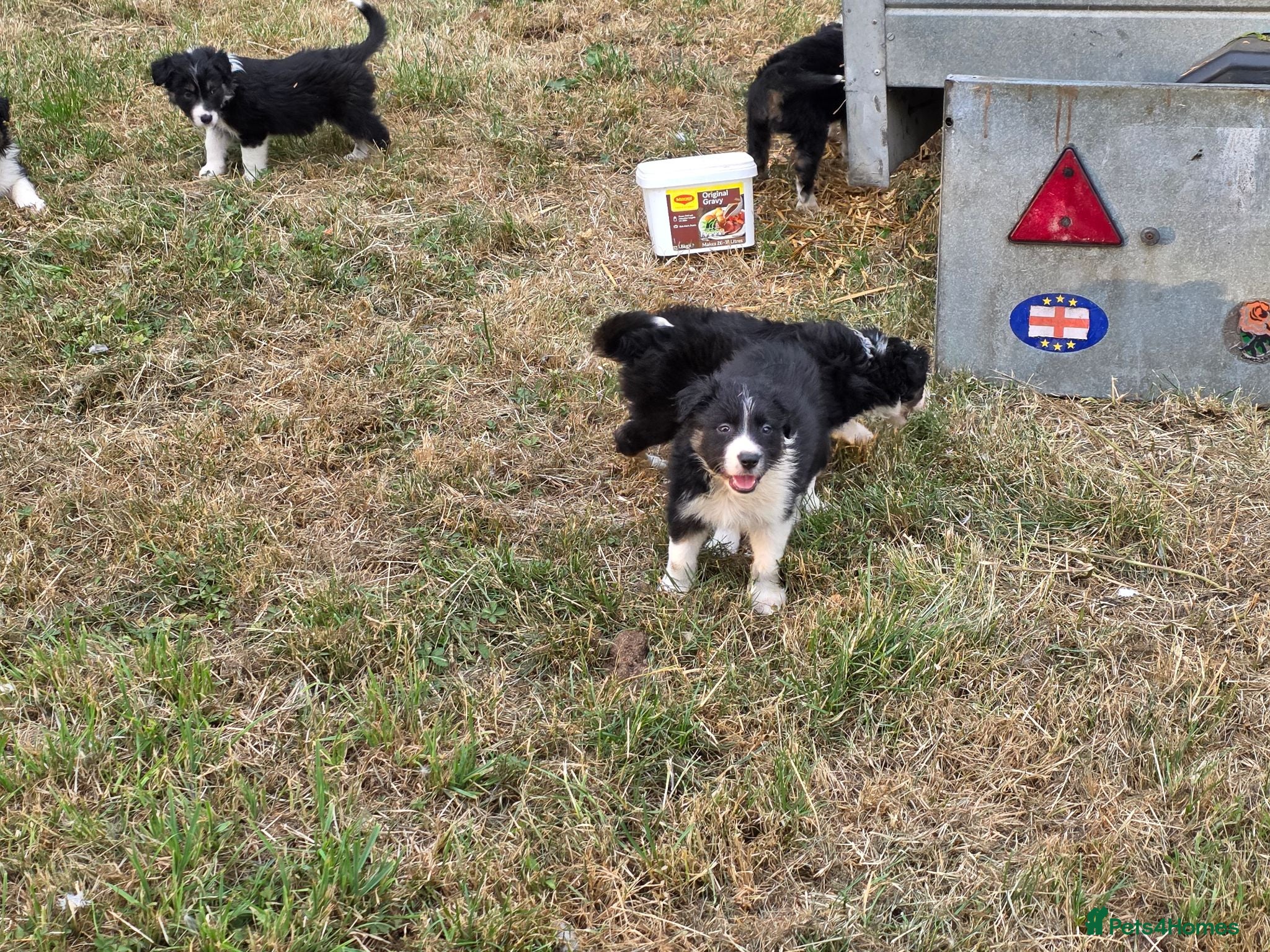Border Collie dogs Border Collie Puppies for Sale  - Advert 5