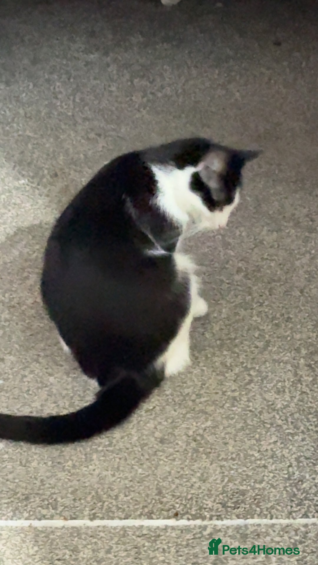 British Shorthair cats for sale: All black female kitten  - Advert 2