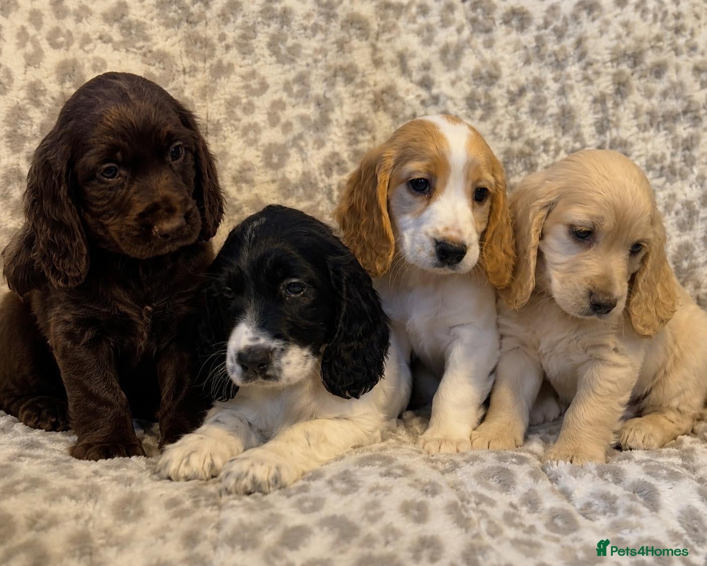 Cocker Spaniel dogs Beautiful Cocker Pups - Advert 1