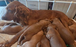 Cocker Spaniel dogs for sale: Cocker spaniel puppy - Image 5