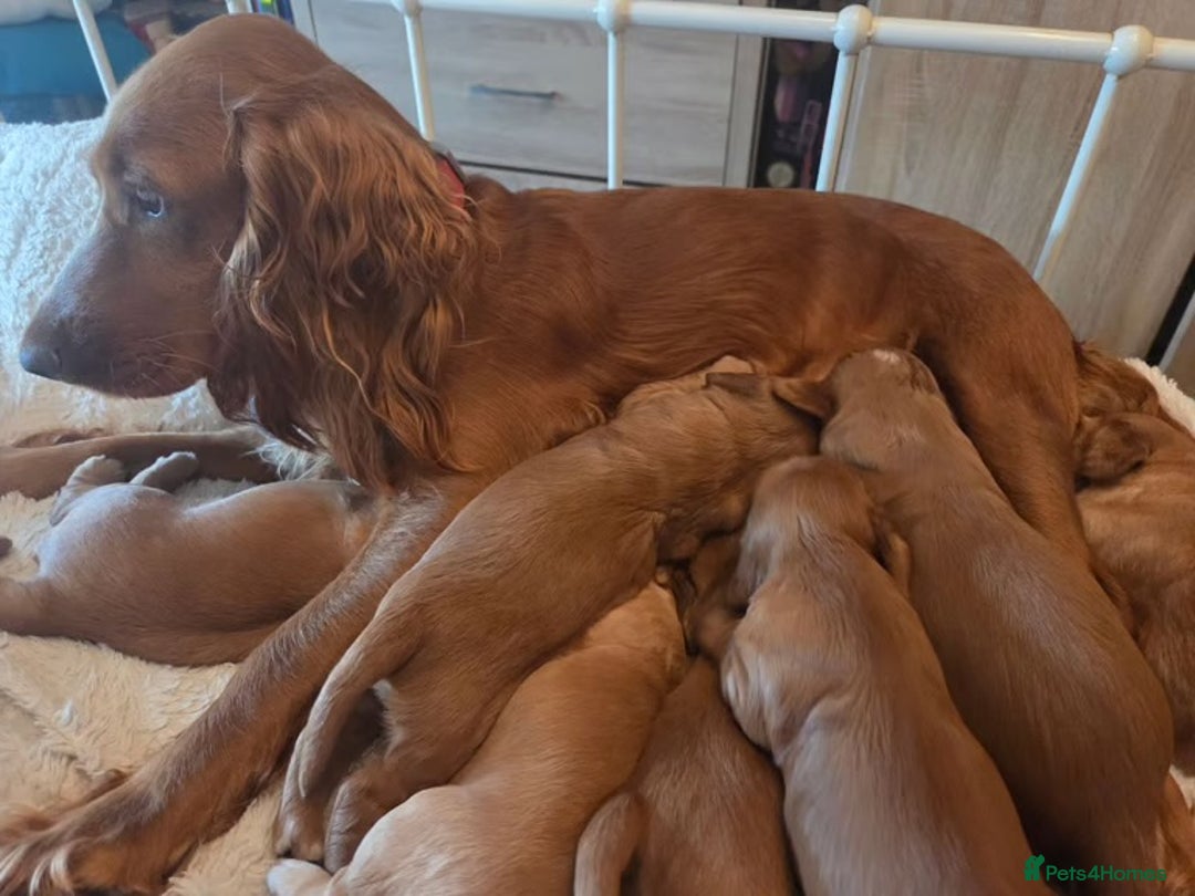 Cocker Spaniel dogs for sale: Cocker spaniel puppy - Image 5