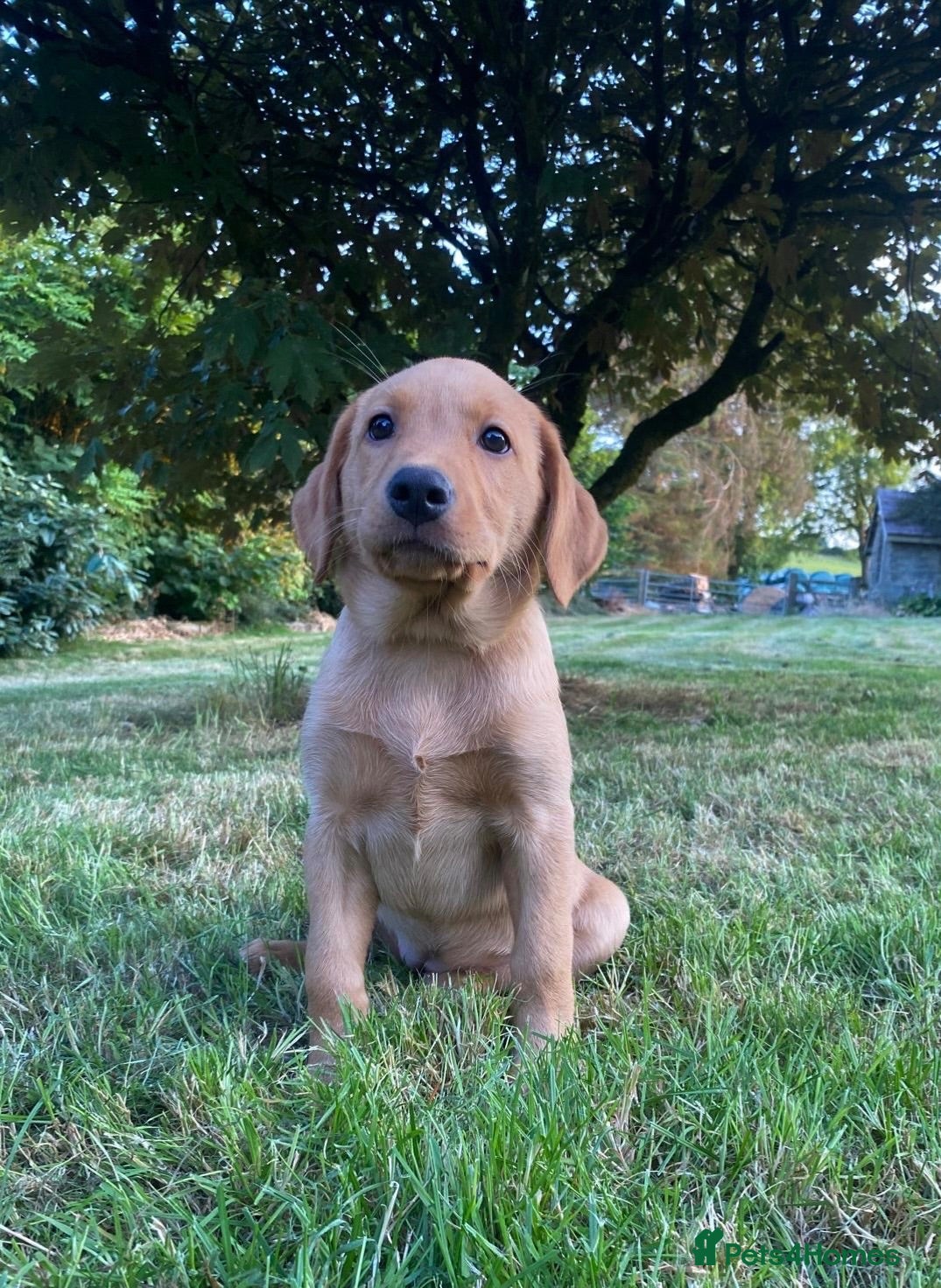 Labrador Retriever dogs Stunning Fox Red & Golden Labrador Puppies - Advert 1
