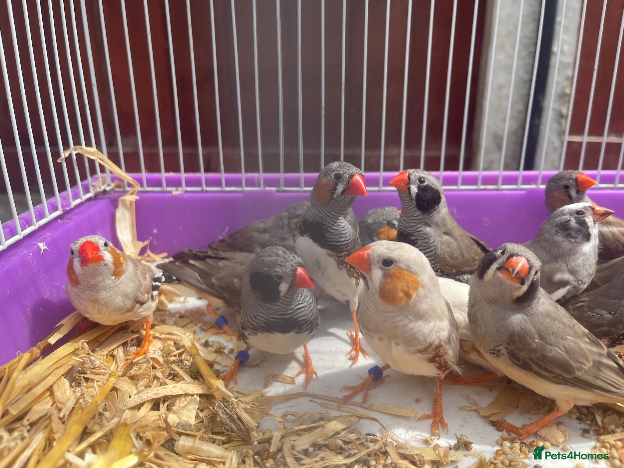 Finches birds Beautiful Young Zebra Finch Pairs  - Advert 18