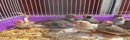 Finches birds for sale: Beautiful Young Zebra Finch Pairs  in Sheffield - Advert 1