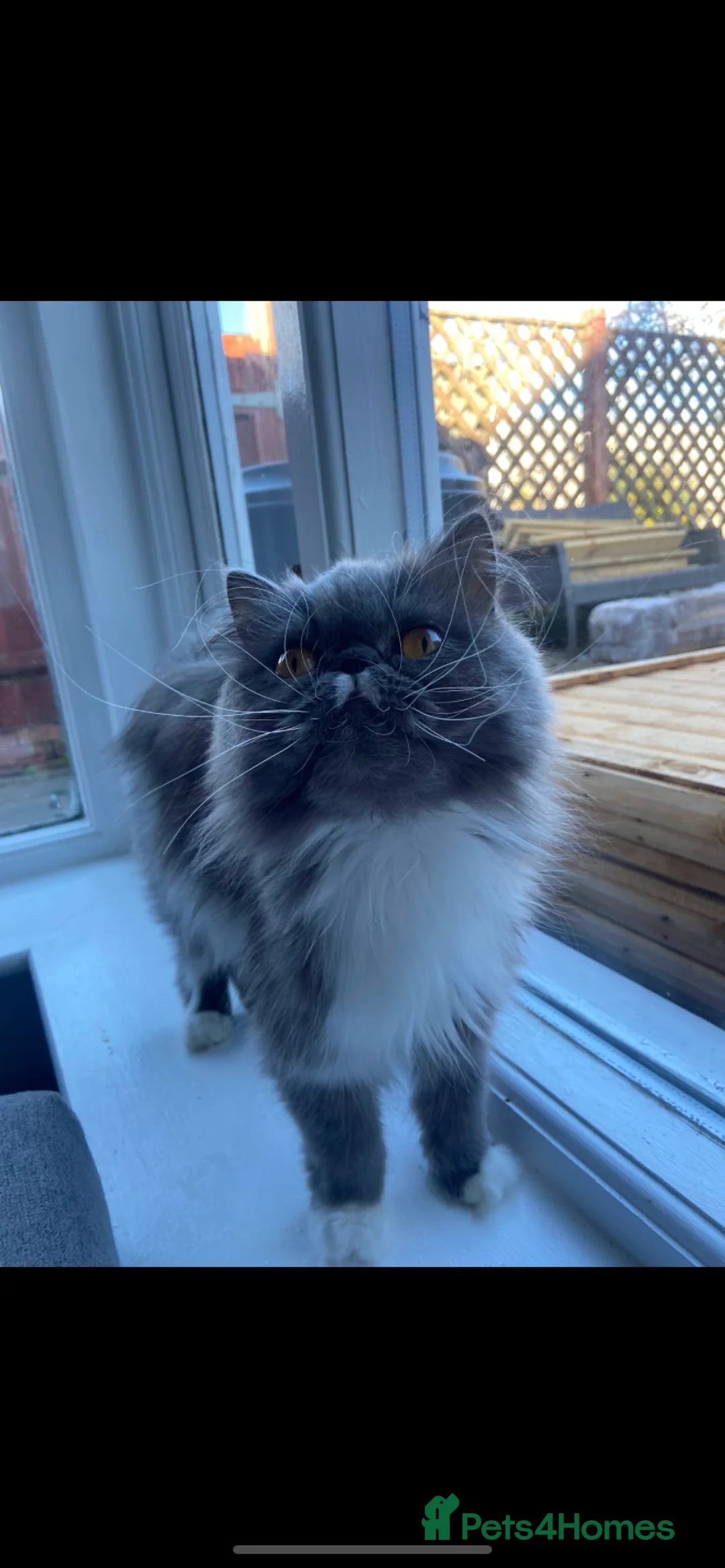 Persian cats for sale: Stunning pedigree Persian kittens - Advert 2