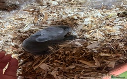 Mini Lop rabbits for sale: Mini lop baby bunnies  - Image 6