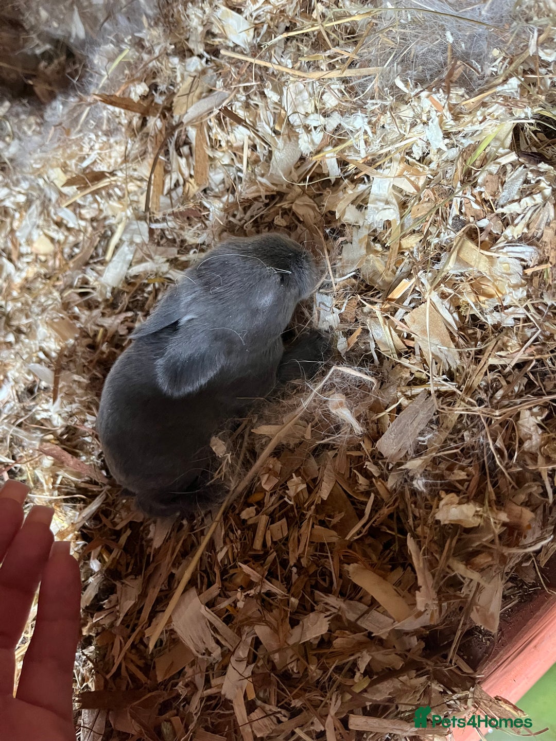 Mini Lop rabbits for sale: Mini lop baby bunnies  - Image 6
