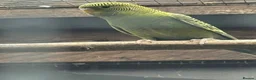 Budgerigars birds for sale: Budgies Blackface Blackwing - Advert 2