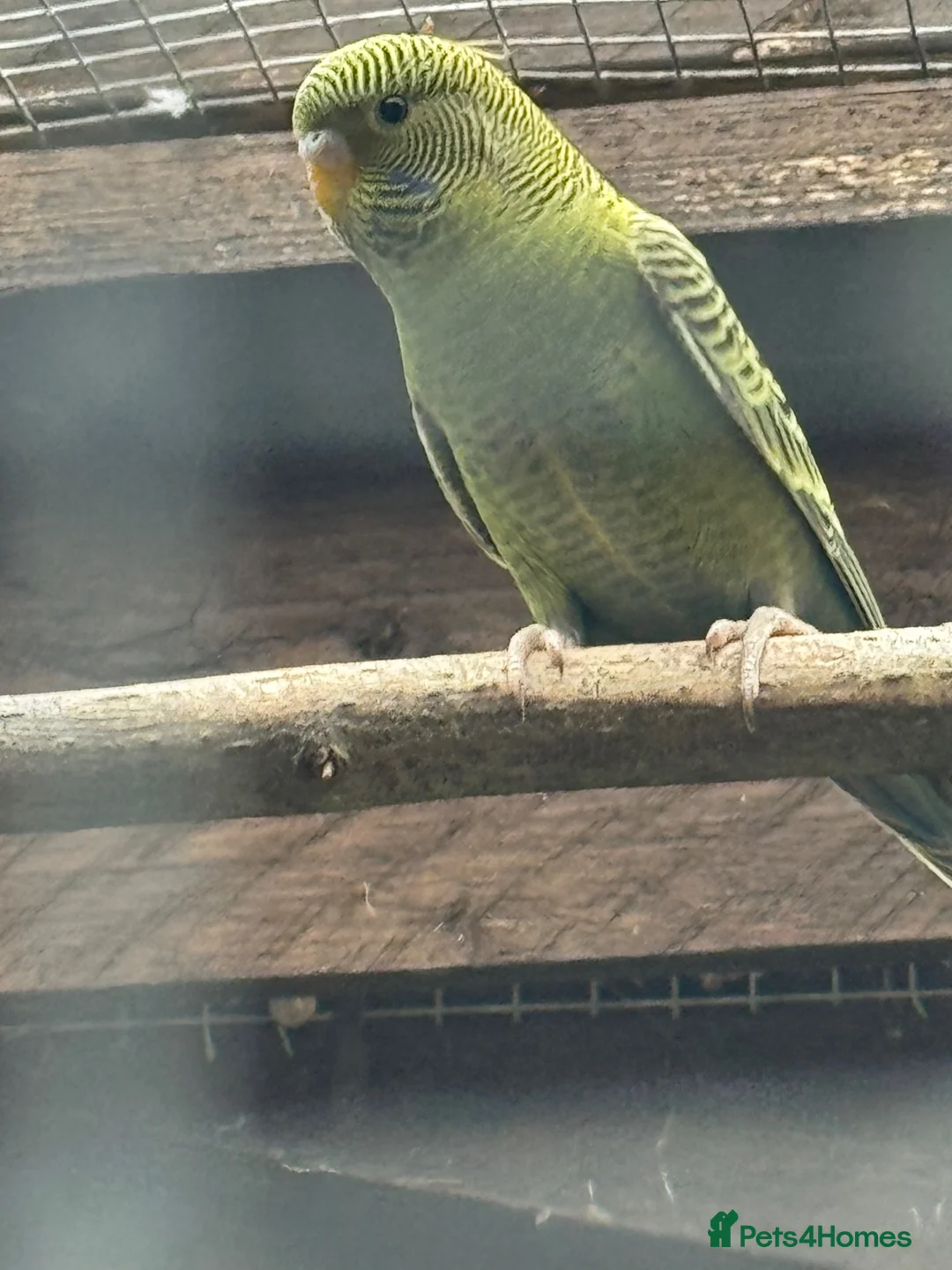 Budgerigars birds for sale: Budgies Blackface Blackwing - Advert 2