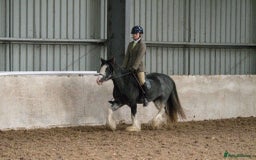 Irish Cob horses for sale: 12:3 traditional gypsy cob  - Image 5