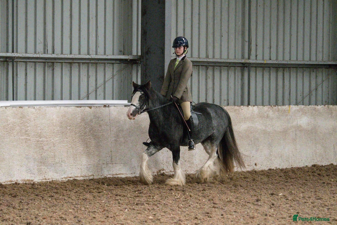 Irish Cob horses for sale: 12:3 traditional gypsy cob  - Image 5