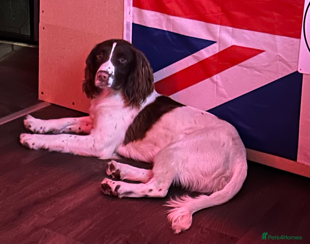 English Springer Spaniel dogs for sale: English Springer Spaniel For Sale - Advert 4
