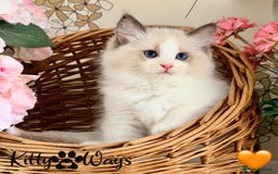 Ragdoll cats for sale: 🐾🩷*TICA REG* LYNX TABBY EU RAGDOLL KITTENS🩵🐾 - Image 8
