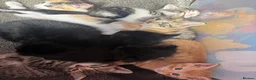 Mixed Breed cats for sale: Beautiful kittens - Advert 15