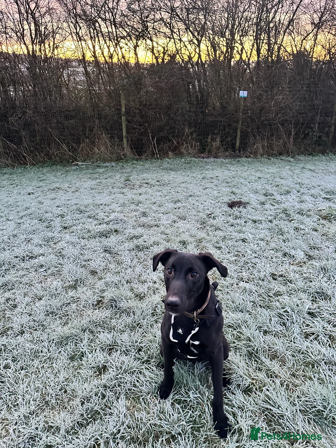 Mixed Breed dogs for sale: Milo - Lurcher x Greyhound male 11month  - Advert 7