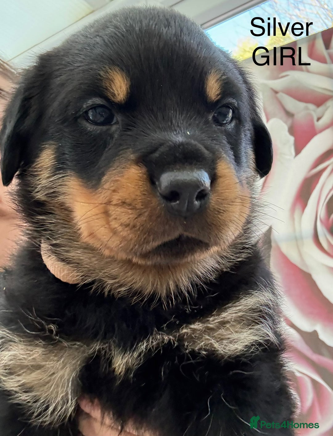 Rottweiler dogs for sale: Chunky Rottweiler Puppies for sale - Advert 3