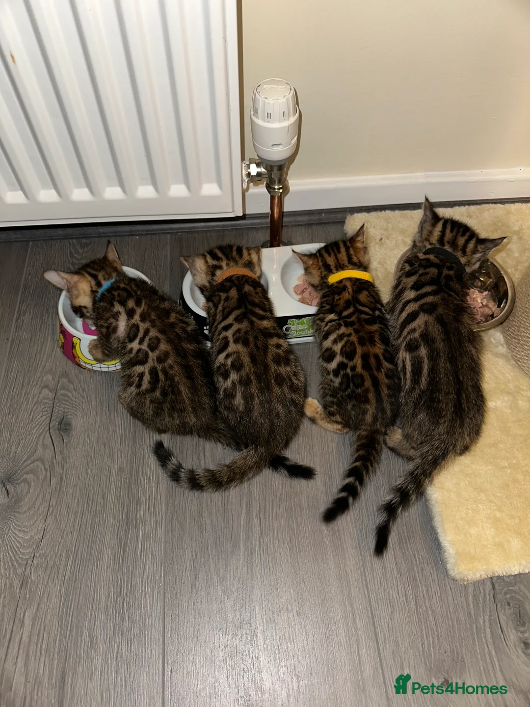 Bengal cats for sale: Bengal kittens for sale - Advert 1