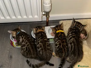 Bengal cats Bengal kittens for sale - Advert 1