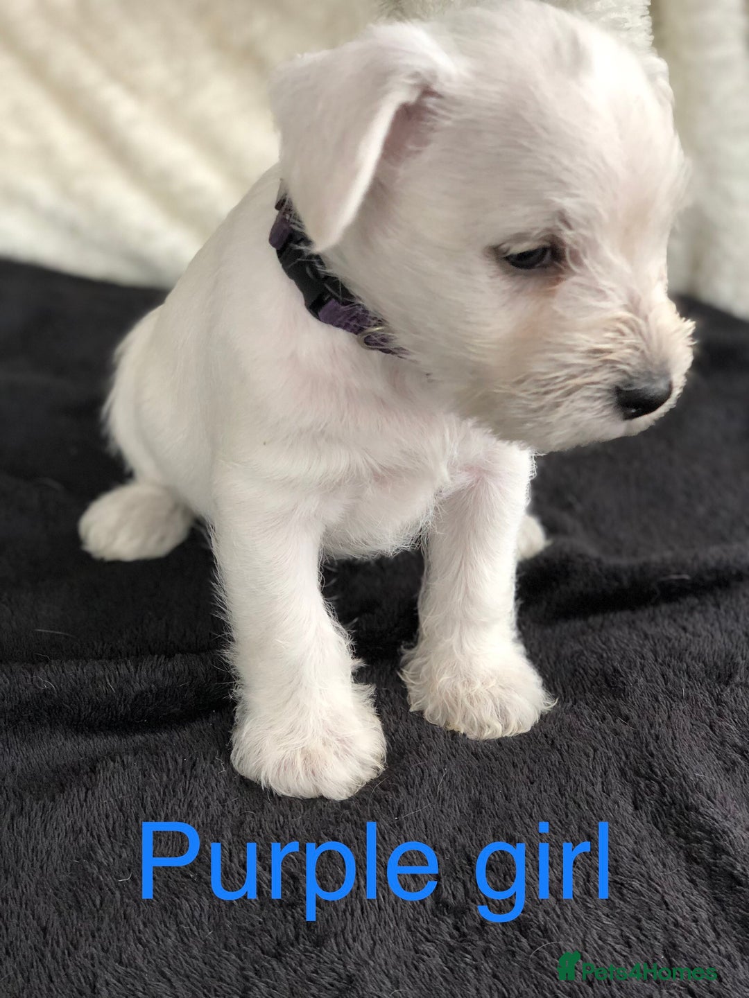 Miniature Schnauzer dogs for sale: KC registered White miniature schnauzers - Image 5