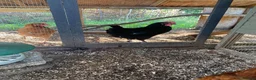 Chickens poultry for sale: Chestnut rock chicken in Huntingdon - Advert 2