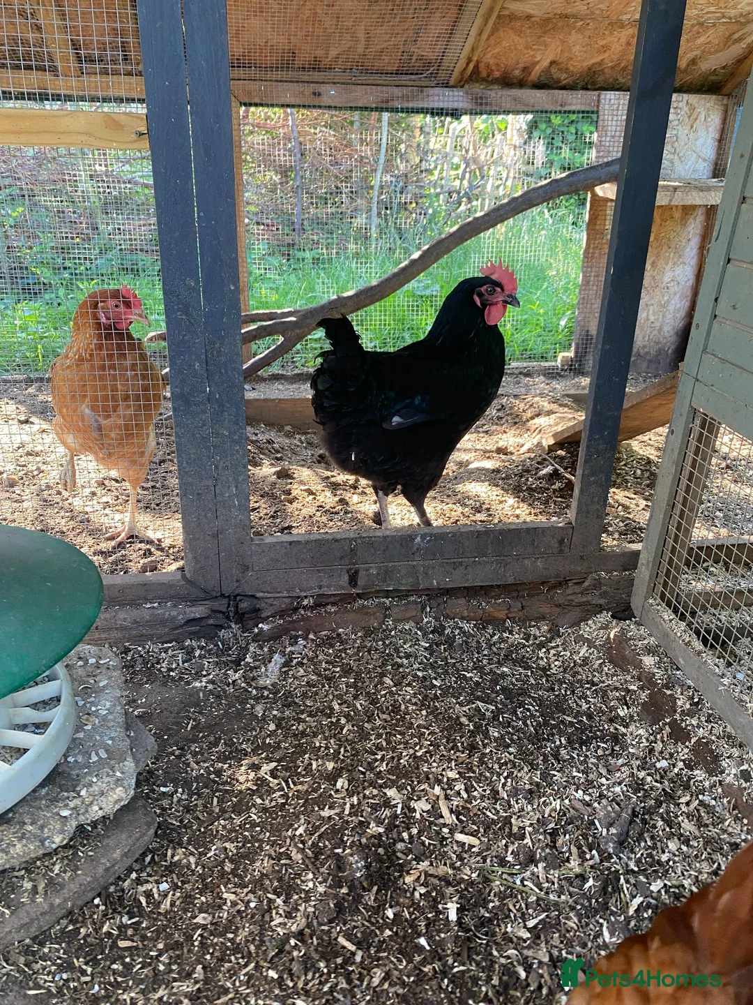 Chickens poultry for sale: Chestnut rock chicken in Huntingdon - Advert 2