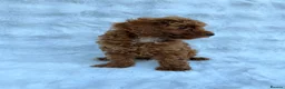 Toy Poodle dogs for sale: Red Toy Poodle MALES - Advert 11