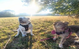 Mixed Breed dogs for adoption: Beautiful Boo - Image 7