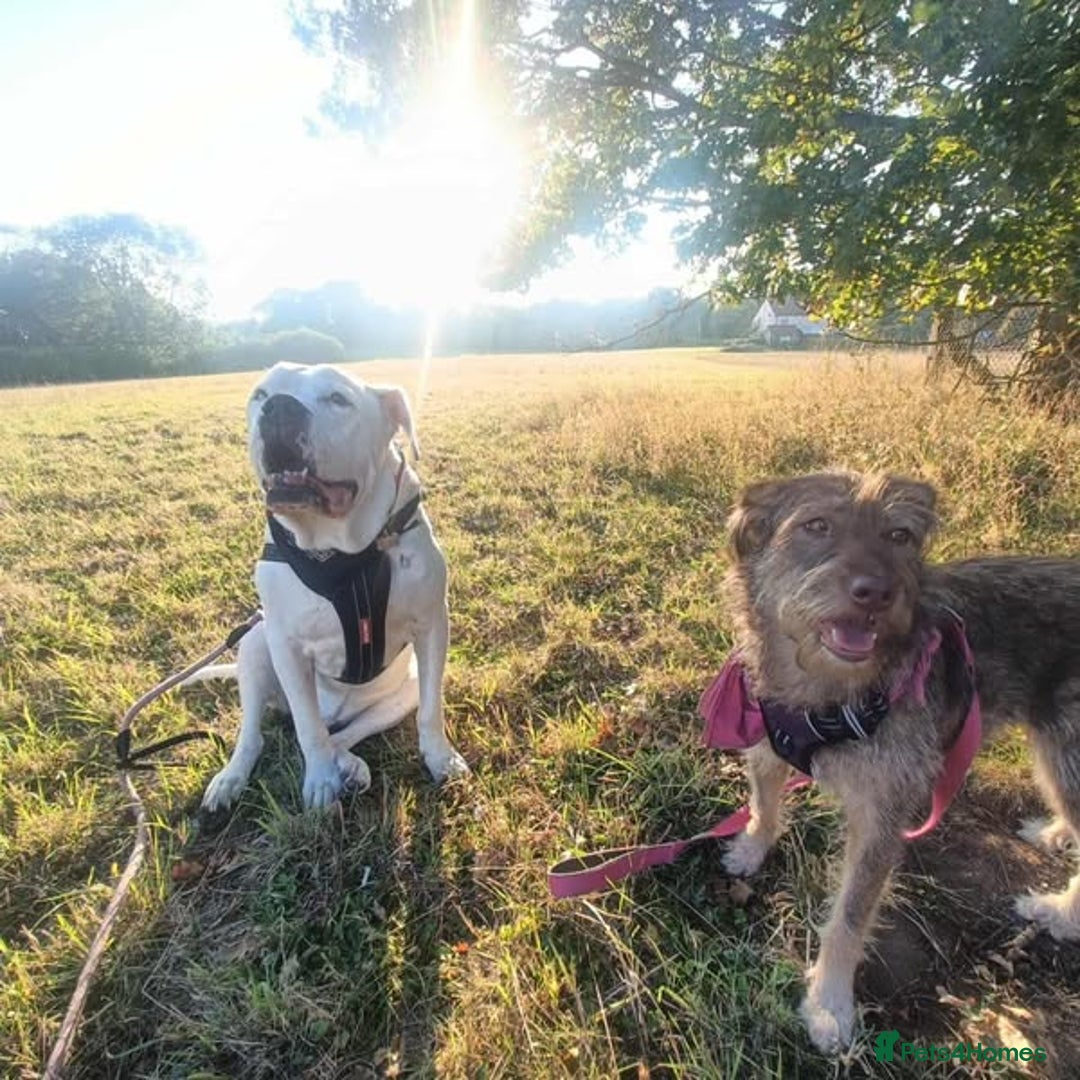Mixed Breed dogs for adoption: Beautiful Boo - Image 7