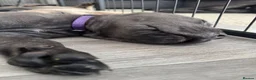 Cane Corso dogs for sale: Cane corso puppies🐶🐾 - Advert 6