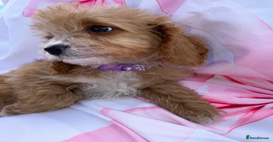 Cavapoo dogs - Advert 8