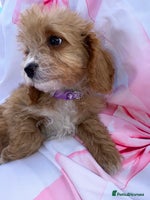 Cavapoo dogs - Advert 4