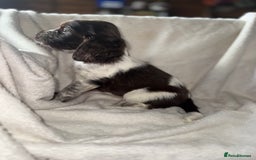 Sprocker dogs for sale: unbelievably marked sprockers 😍 - Image 30