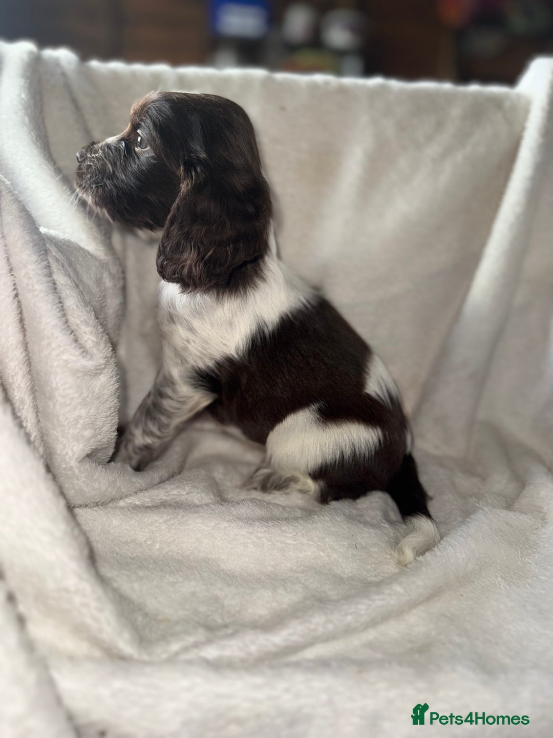 Sprocker dogs for sale: unbelievably marked sprockers 😍 - Image 30