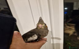 Cockatiels birds for sale: Baby cockatiels  - Image 4