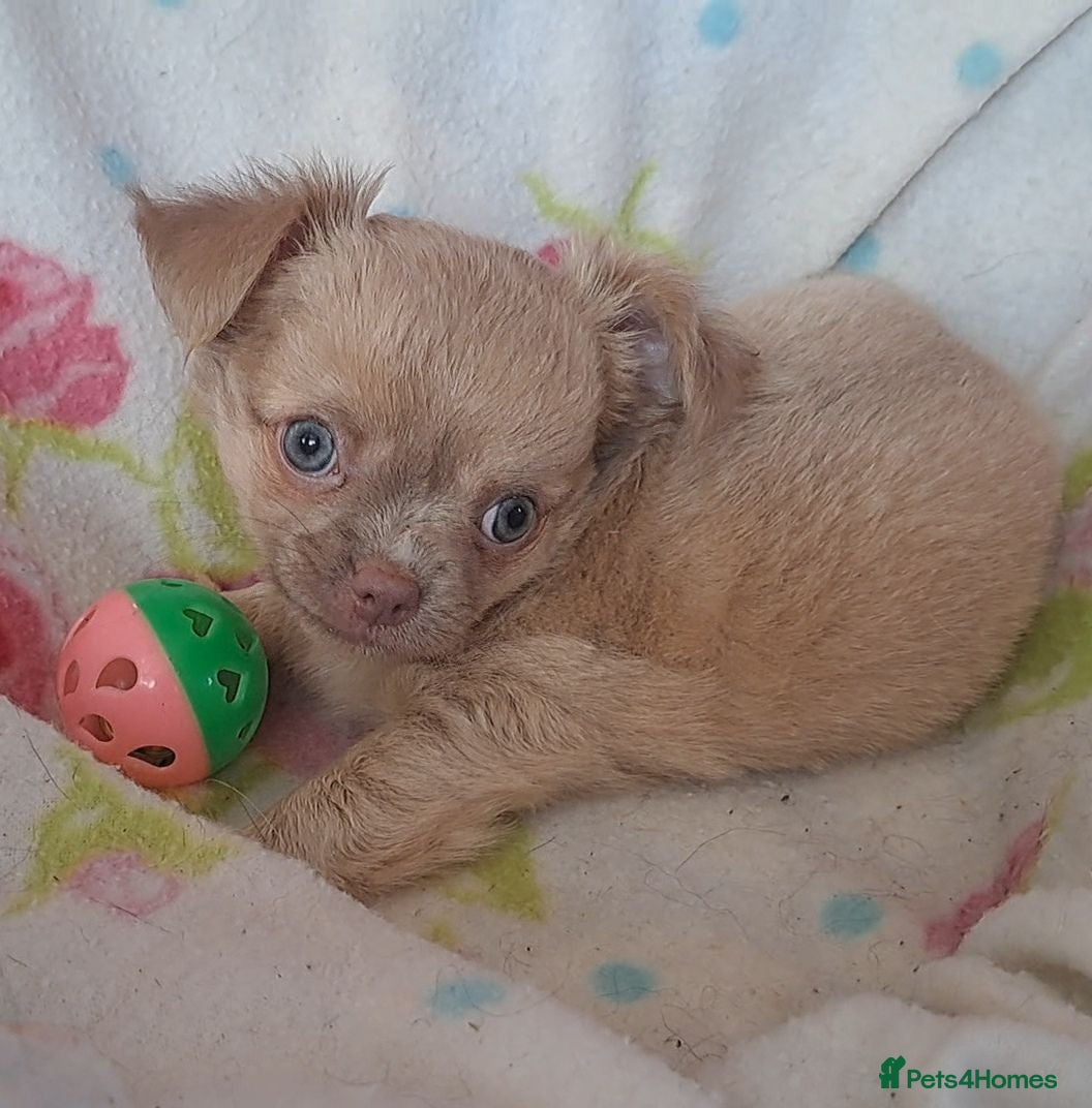 Chihuahua dogs Long Coat Chihuahua pups - Advert 20